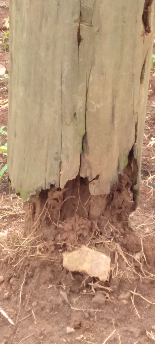 LeonMuddu's tweet photo. I've  been at  Nabukalu-Lukwanga and I was shocked to the the state in power line are in I wonder whether @UmemeLtd reaches those places please act its very dangerous!! https://t.co/h2VDBwshVt