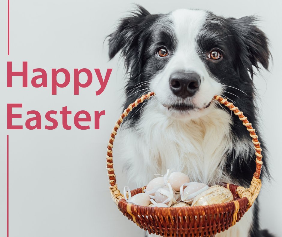 CTablelandsLLS's tweet photo. A cute doggo with a basketful of Easter choccies would be the pawwfect delivery this Easter!! 🐶🍫

Happy Easter to all of our wonderful customers. We hope you all have a fantastic break! Don’t forget, just like the little kid in the Oreo ad said, ‘chocolate isn’t good for dogs’. https://t.co/kjvC6YdG7P
