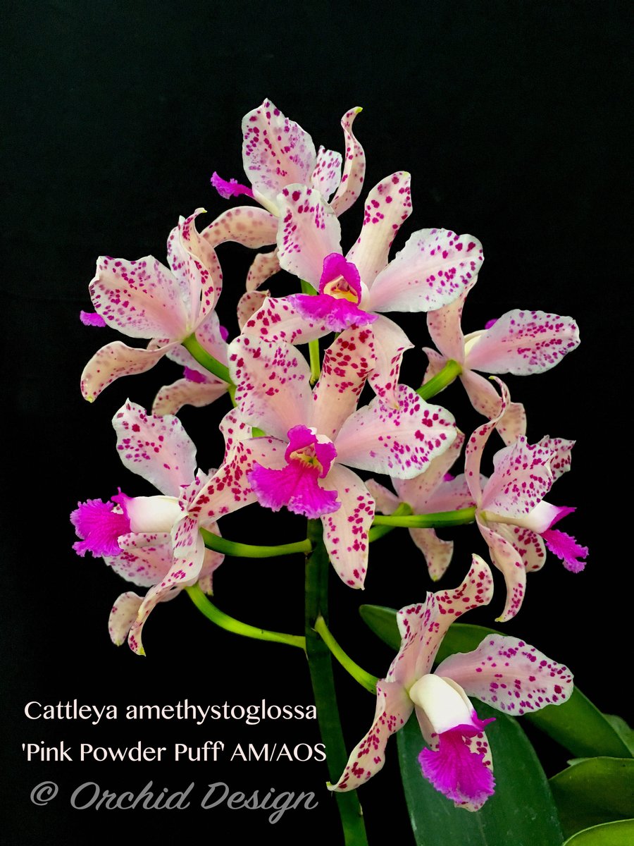 Orchid Design hope to see you at South Coast Garden Show next week April 21–24, 2022
South Coast Plaza 3333 Bristol Street, 
3rd Floor, Costa Mesa, CA 92626
For pre-order please call (408) 476-7153 
email: services@orchidesign.com
orchidesign.myshopify.com note "Pick up at SC Show"