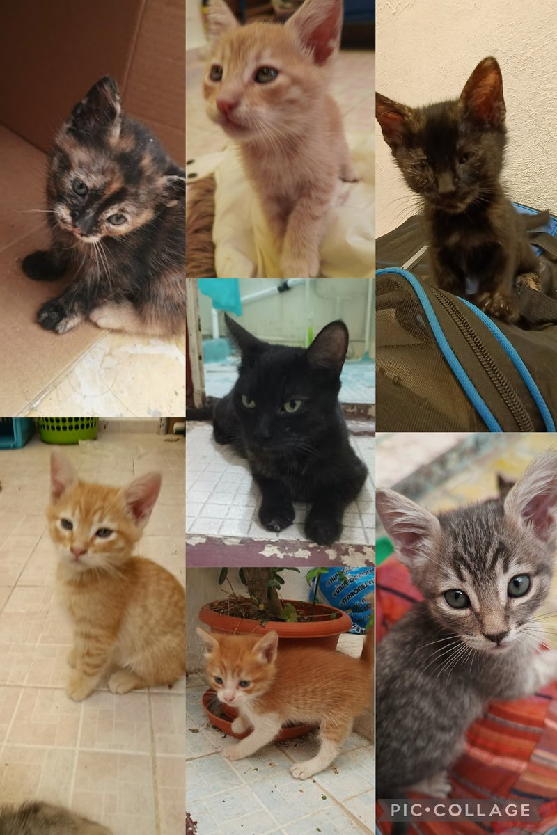 _3velinVilla's tweet photo. 🟠Se busca Karen o Karen macho!!🟠 Gatitos en adopción responsable. Tienen dos meses y la mamá, calculamos 1 añito. Ya usan el arenero y tmb ya comen solitos. CDMX centro Informes:5518183349 Un RT también ayuda 🖤 #gatitos #AdopcionResponsable #AdoptaNoCompres https://t.co/b6TdtuvteH