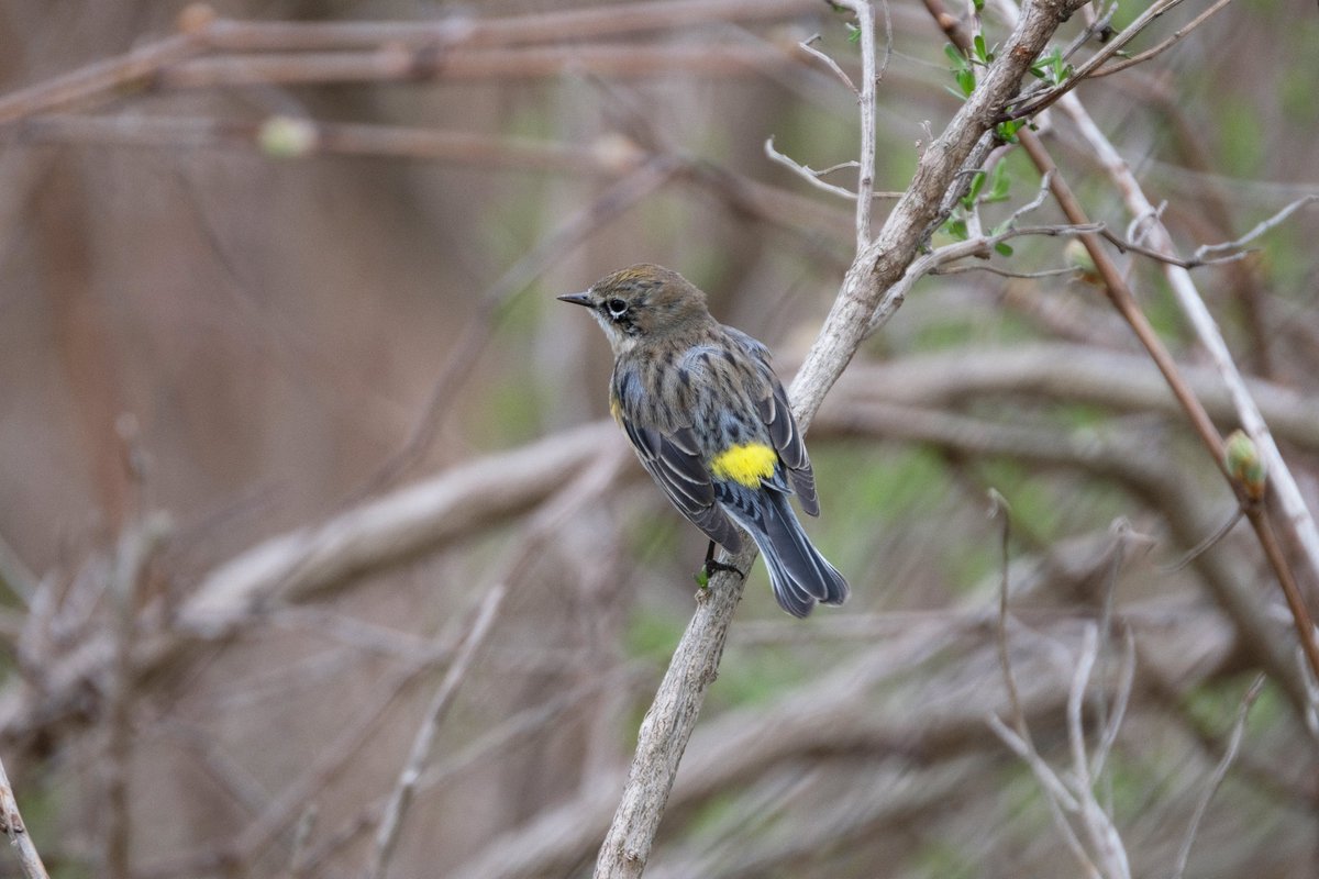 Rgrossma_'s tweet photo. Yellow-rumped Warbler - all angles. 

#birdcpp #CentralPark #birding #birdwatching #BirdsofNYC #Fujilove #photooftheday @Team_eBird #eBirdFrontPage https://t.co/pG3QrhKqDo