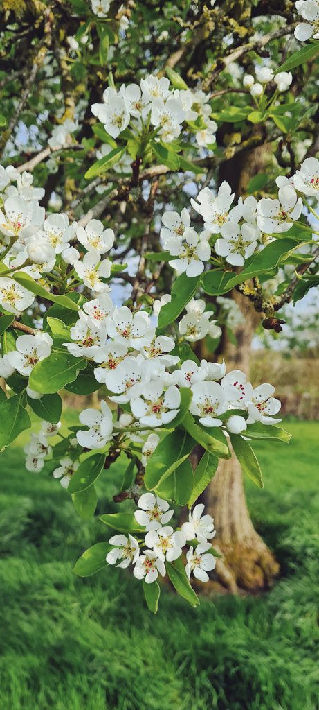 lucnahabedian's tweet photo. Round number 2 for Easter traditions with the family 

#choreg
#decorateyoureggs
#blossoms https://t.co/E4QZyTPqsp