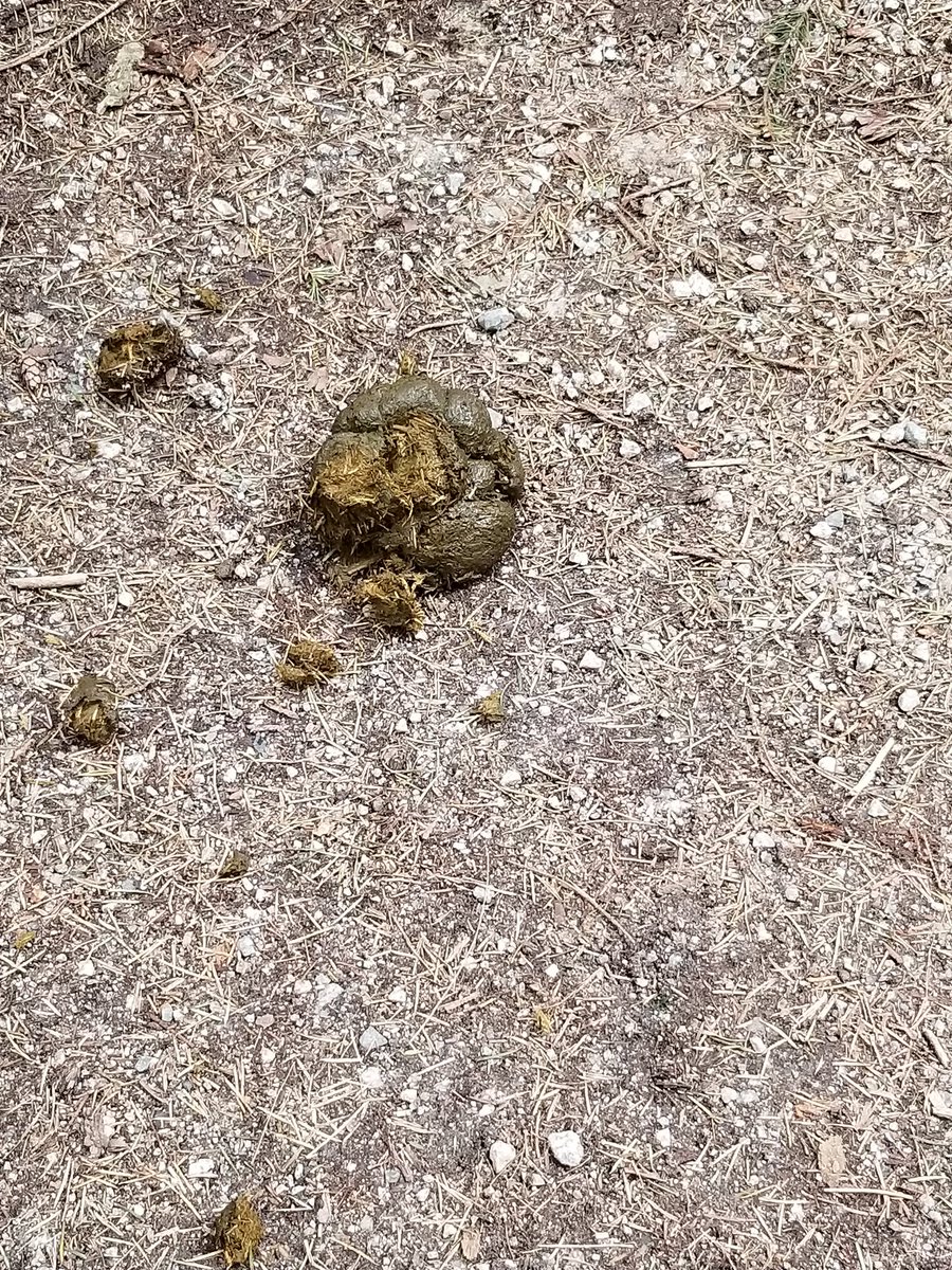 Mars0Attack's tweet photo. Enjoying the outdoor nature's scenic route 😂👌 1h30min:10k #sunrun #sunrun2022 #vancouversunrun #virtualsunrun #10k #forestvibe #pooptastic #greatmood #legsdying #myleg #fridayrun #potatolife #stathydrated https://t.co/7fRhgYanrR
