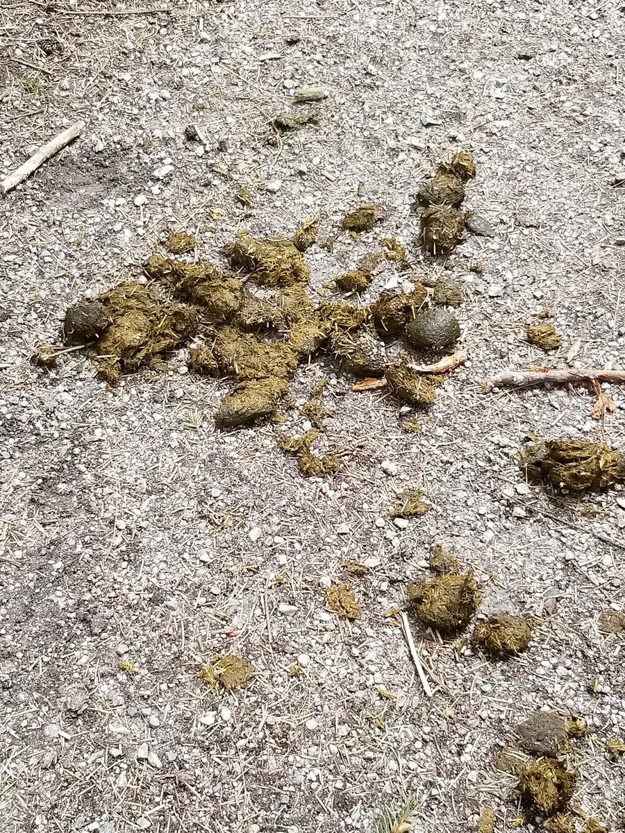 Mars0Attack's tweet photo. Enjoying the outdoor nature's scenic route 😂👌 1h30min:10k #sunrun #sunrun2022 #vancouversunrun #virtualsunrun #10k #forestvibe #pooptastic #greatmood #legsdying #myleg #fridayrun #potatolife #stathydrated https://t.co/7fRhgYanrR