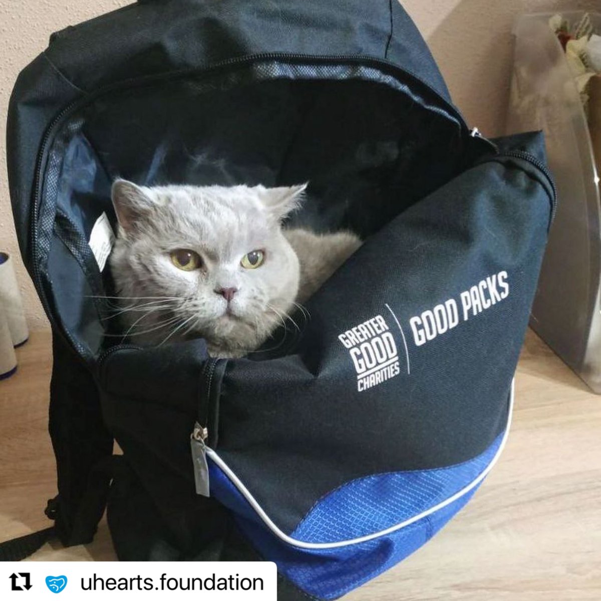 GreaterGoodorg's tweet photo. Volunteers from U-Hearts and Save Pets of Ukraine continue to distribute our #GoodPacks among displaced Ukrainians and their pets. 🐾 https://t.co/lJQFePyeSd