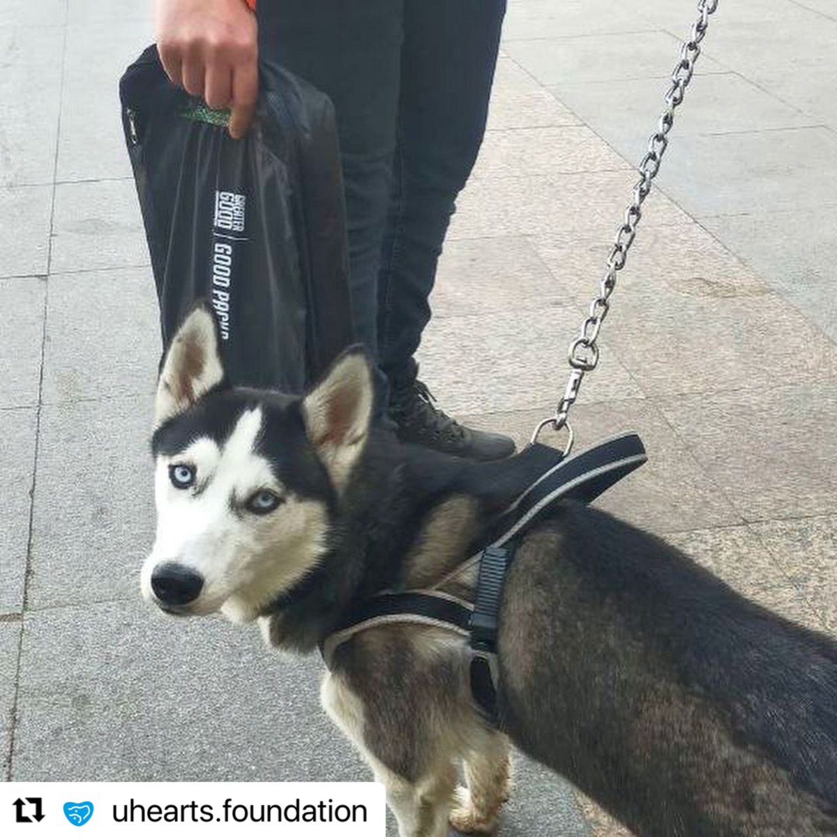 GreaterGoodorg's tweet photo. Volunteers from U-Hearts and Save Pets of Ukraine continue to distribute our #GoodPacks among displaced Ukrainians and their pets. 🐾 https://t.co/lJQFePyeSd