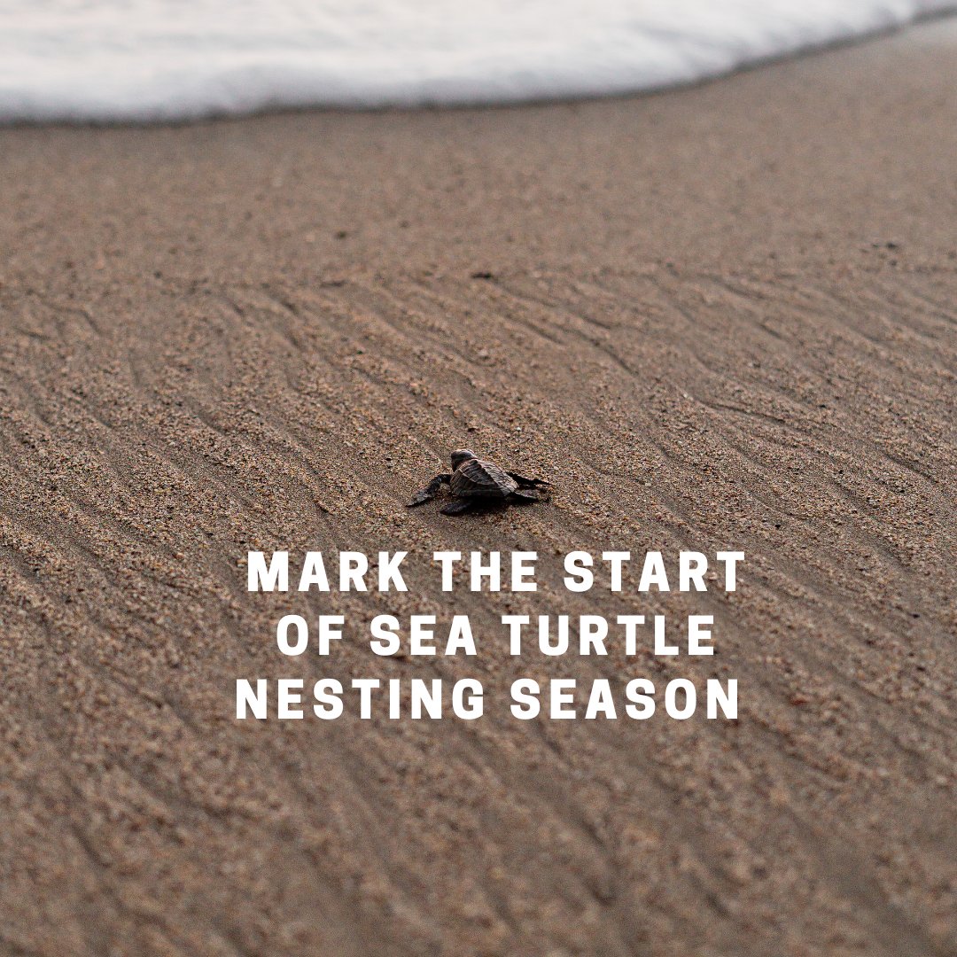 Homes2Jekyllisl's tweet image. #Nesting season in Georgia is late May to mid-August. Be mindful when you visit one of our local beaches. Want to help more? Join the #TurtleCrawl race on April 30th  bit.ly/3u7zH0f