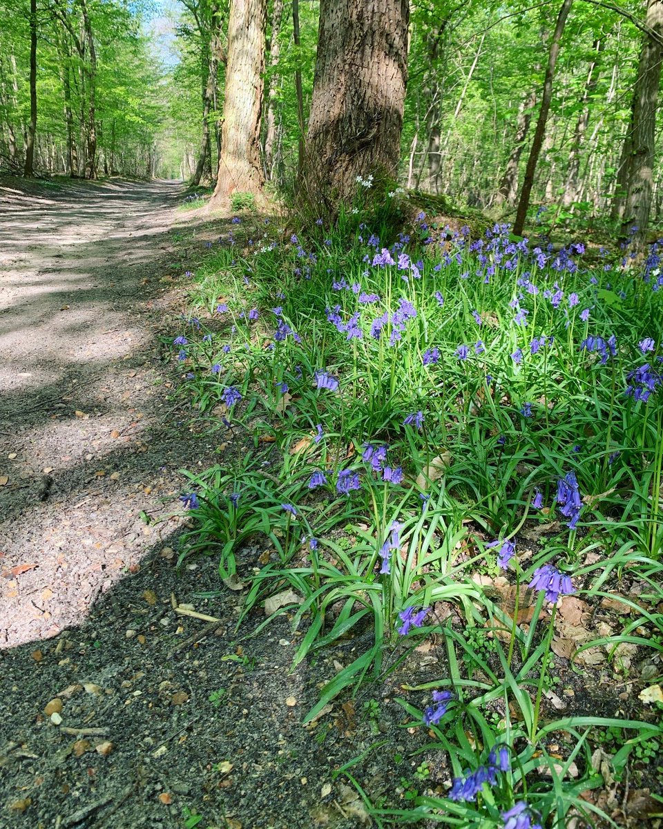 Elizabeth Imm tweet media