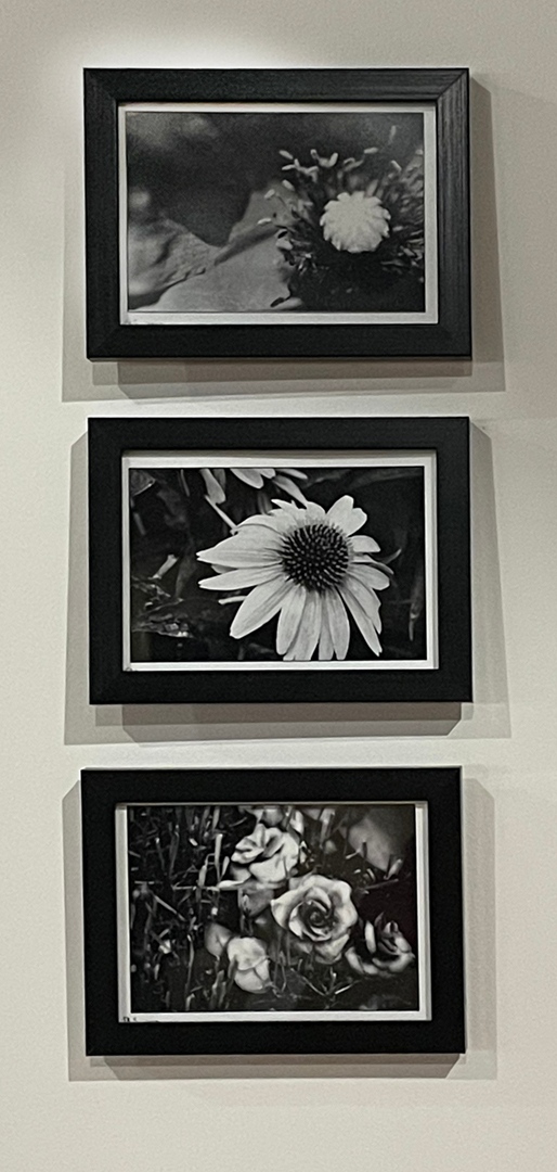 42Deja's tweet photo. Flower photos by Jenifer R Stern
archival pigment photographic prints, 5"x7", framed
$42 each
Store - https://t.co/zwT6d8Lb8F
GoFundMe - https://t.co/rQ0B6398UH
#deja42artgallery #gofundmecampaign #supportarts #artcollectorworld #weeworks #photographyblackandwhite https://t.co/PAeaV4wGAu