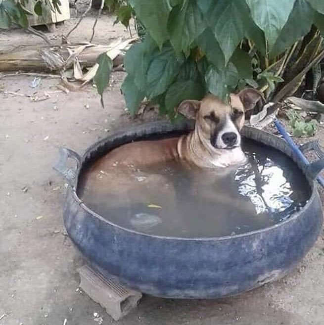 DiputadoCanelo_'s tweet photo. Millonario no soy, pero me doy ciertos lujitos.

*Guau* https://t.co/lizzu9zQQH