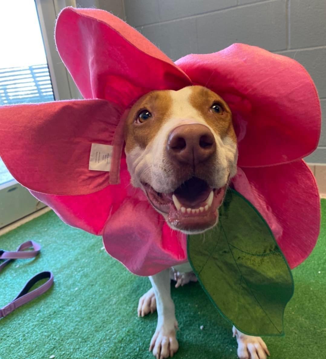 CuyahogaDogs's tweet photo. Happy Orchid Day! I’m a picture-perfect pretty flower! But I’ll truly blossom in a home. Let’s make that happen soon.

🌸Peachy, the flowery, 3 year old female pit/hound mix

#CCASDailyDog #adoptme https://t.co/AbJ1PZZv4v