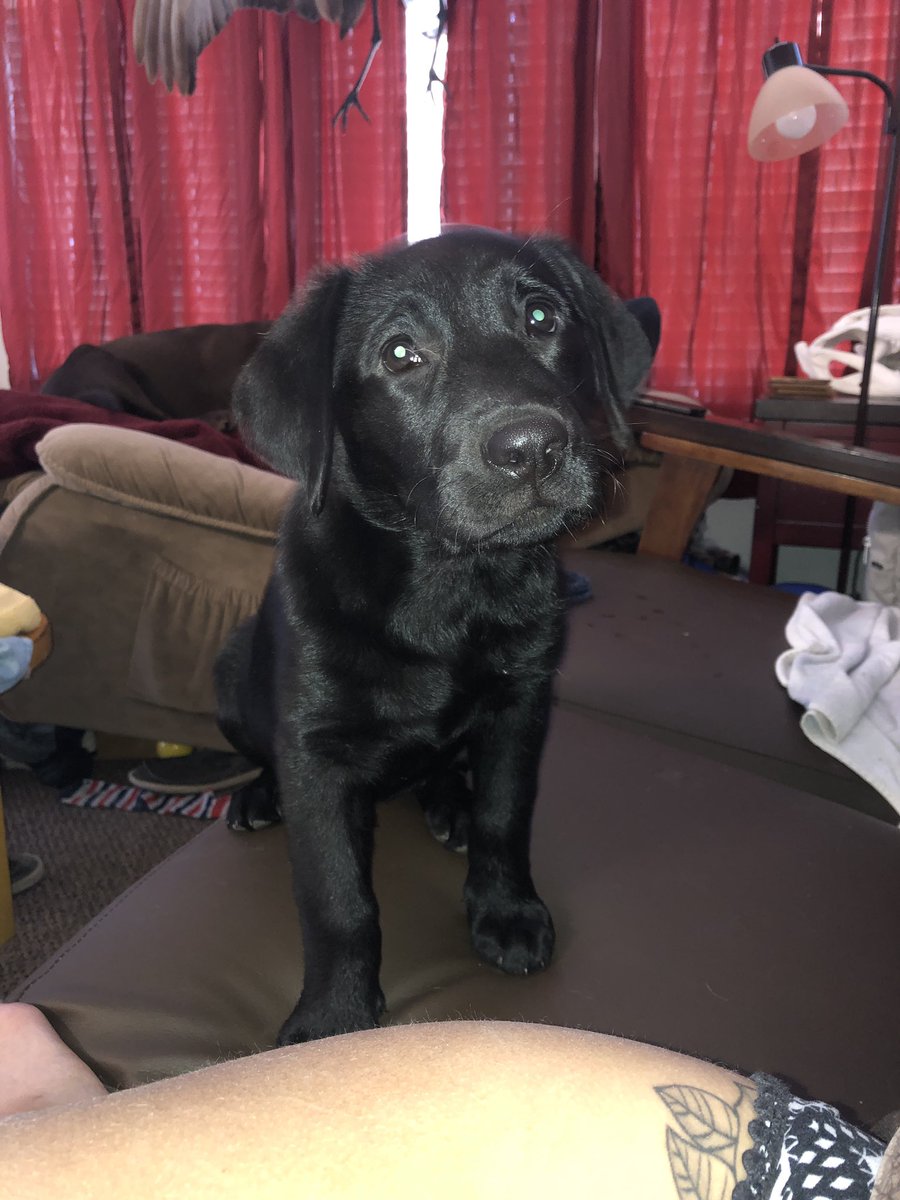 HunterKana's tweet photo. Howdy! 
My sweet Daisy Mae had to undergo 2 major surgeries which was around $3000.
I’m out of work taking care of her for the week but I make custom shoes on the side! All proceeds go towards daisy’s recovery🥰

Message me for details &amp; feel free to share❣️ https://t.co/XdFedIVtvk