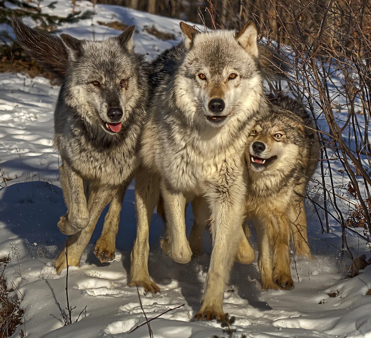 GoodWolfPAC's tweet photo. https://t.co/QMr9lTHSX9