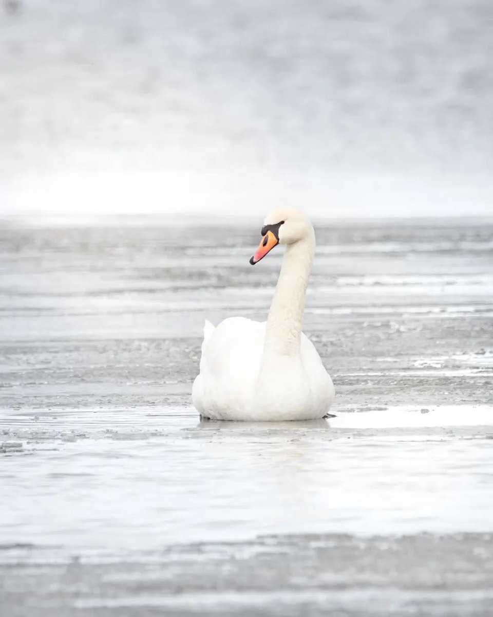 Kyhmyjoutsen 🦢 #kyhmyjoutsen #muteswan #bns_nature #fiftyshades_of_nature #ig_week_nature #everything_imaginable #wor... dlvr.it/SNhslM