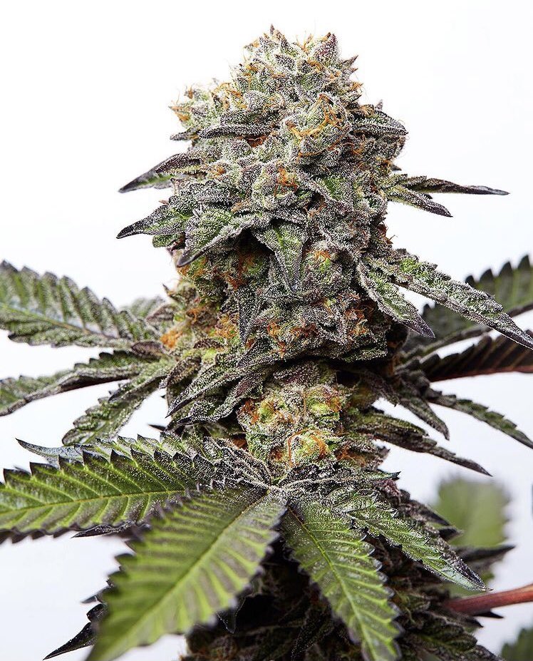 WeedGolD tweet media