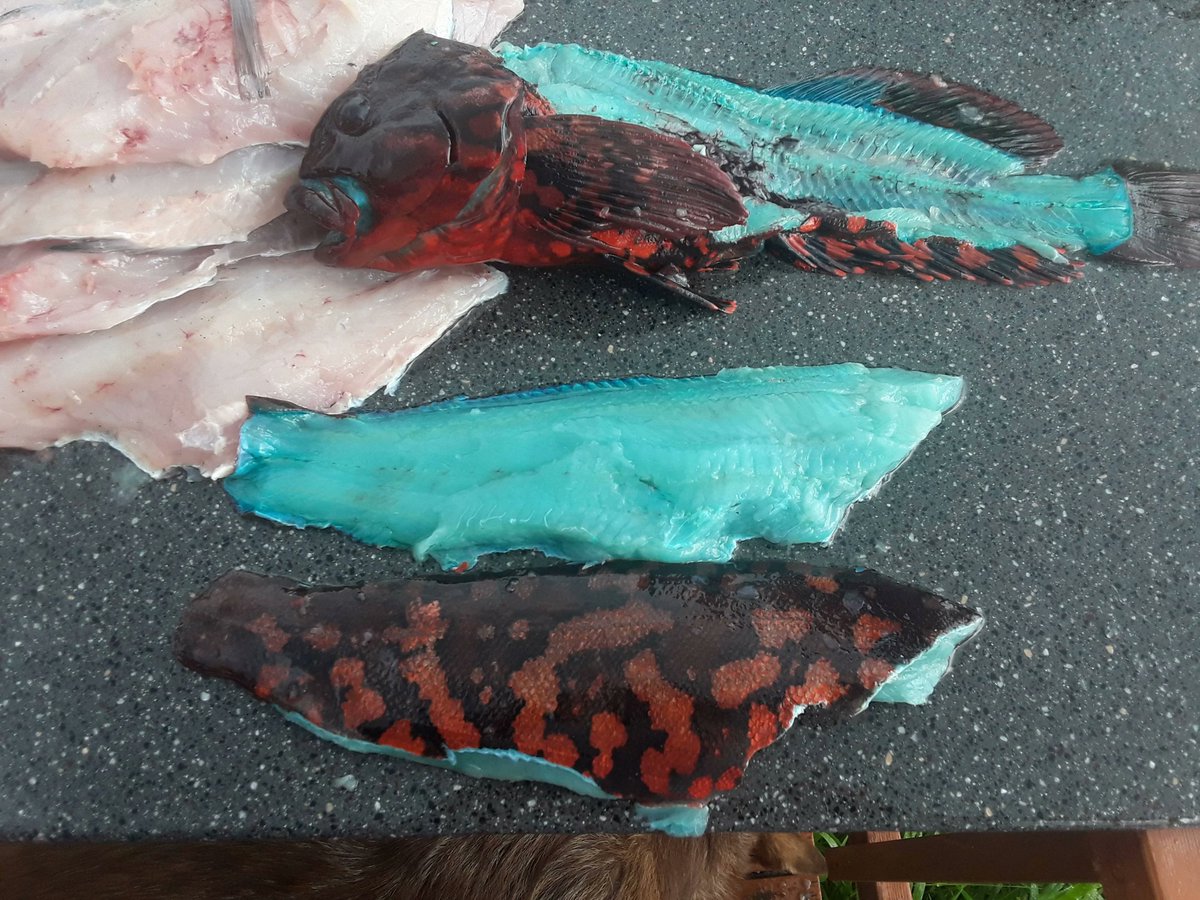 gabbysfishes's tweet photo. Today's fish is the Rock Greenling (Hexagrammos lagocephalus)! Their external coloration is beautiful, but even more interesting is their flesh, which is BLUE, but turns white when cooked!
📸Grant Callegari, Tavish Campbell, Unknown https://t.co/V7uQ9vEsF6