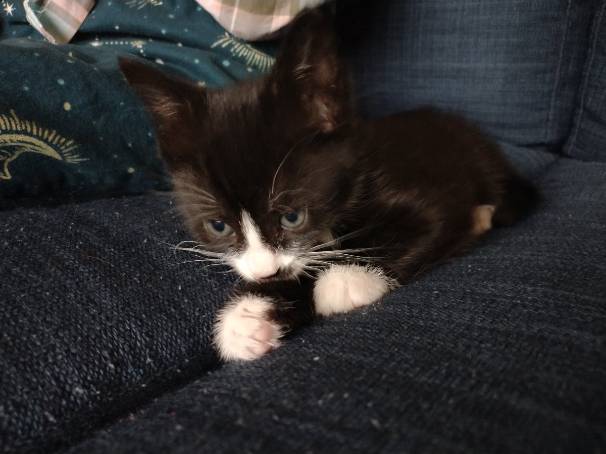 MaryDewick's tweet photo. @MarkHamill Any suggestions for our new little guys name? https://t.co/stnjL3AqFN