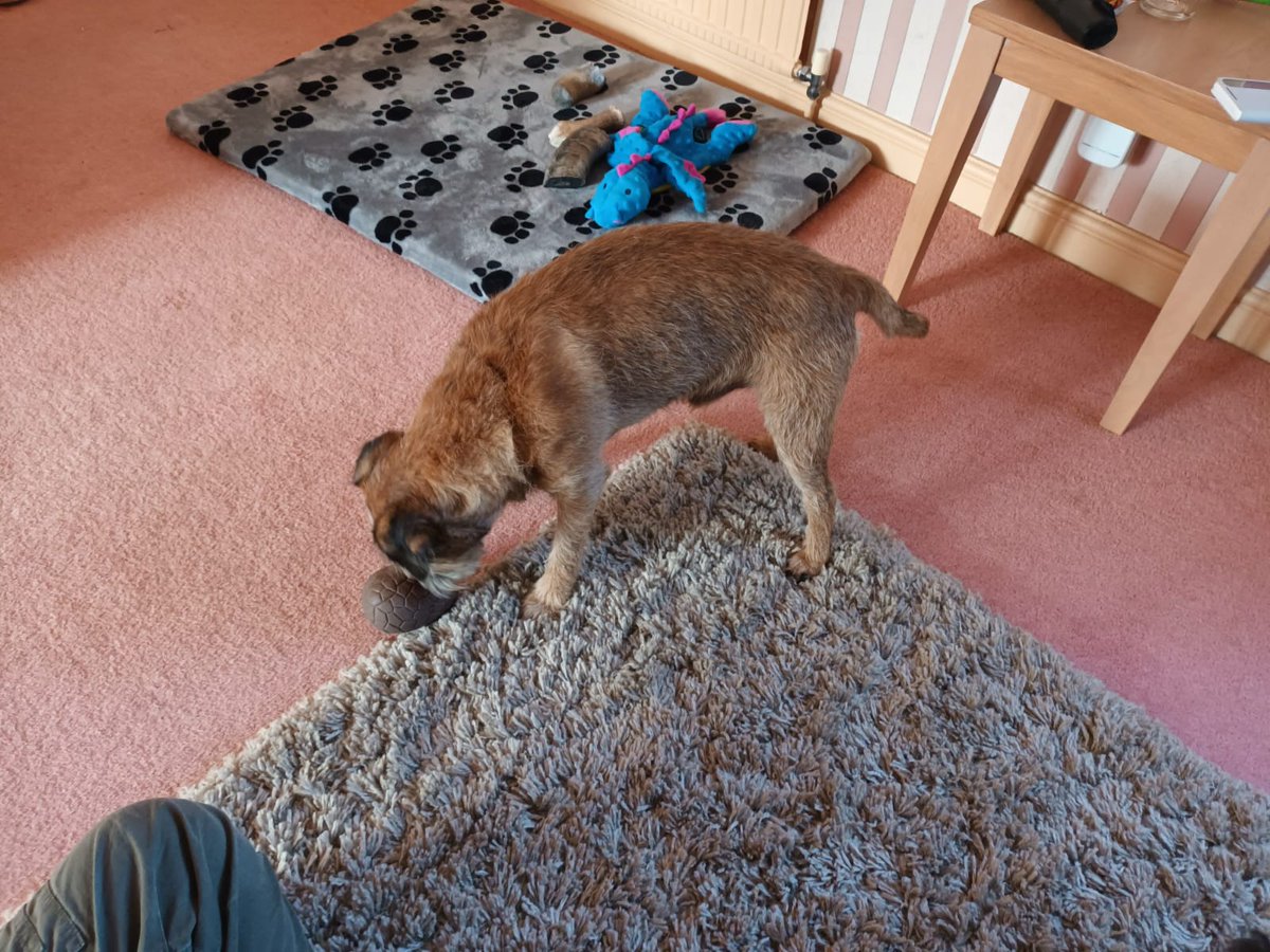 House_Carrot's tweet photo. We had chocko eggs from a bunny. #DogsofTwittter #BTPosse #ScottiesRock #EasterWeekend https://t.co/fC5w9Gxfrz