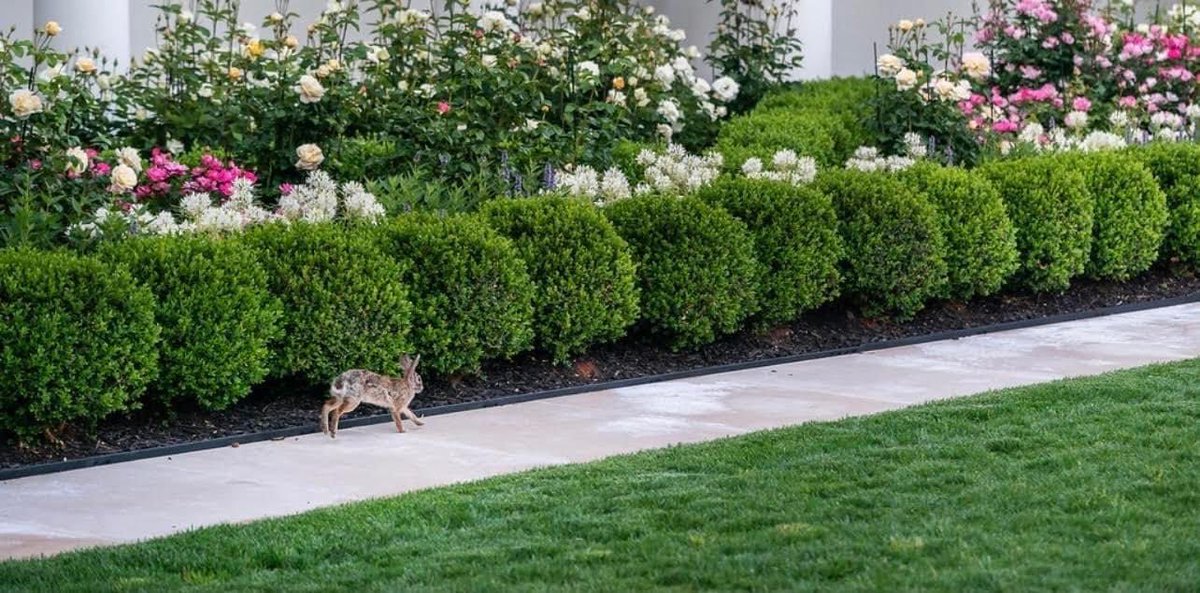 TheOvalPawffice's tweet photo. 🐾 Furiends, we woof like to wish a furry #HappyEaster to all hoomans who celebrate this holiday and also a furry joyous #SpringEquinox🌼 for everyone else! Meoweee! Awooooof! Hop hop! - Willow, Poopet and Commander 🐈🐰🐕 https://t.co/eO4tSfDvK4