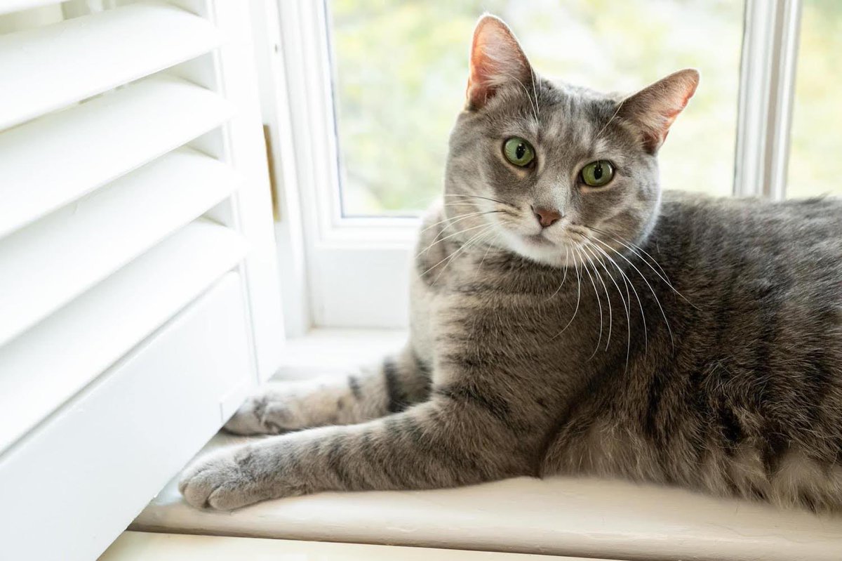 TheOvalPawffice's tweet photo. 🐾 Furiends, we woof like to wish a furry #HappyEaster to all hoomans who celebrate this holiday and also a furry joyous #SpringEquinox🌼 for everyone else! Meoweee! Awooooof! Hop hop! - Willow, Poopet and Commander 🐈🐰🐕 https://t.co/eO4tSfDvK4