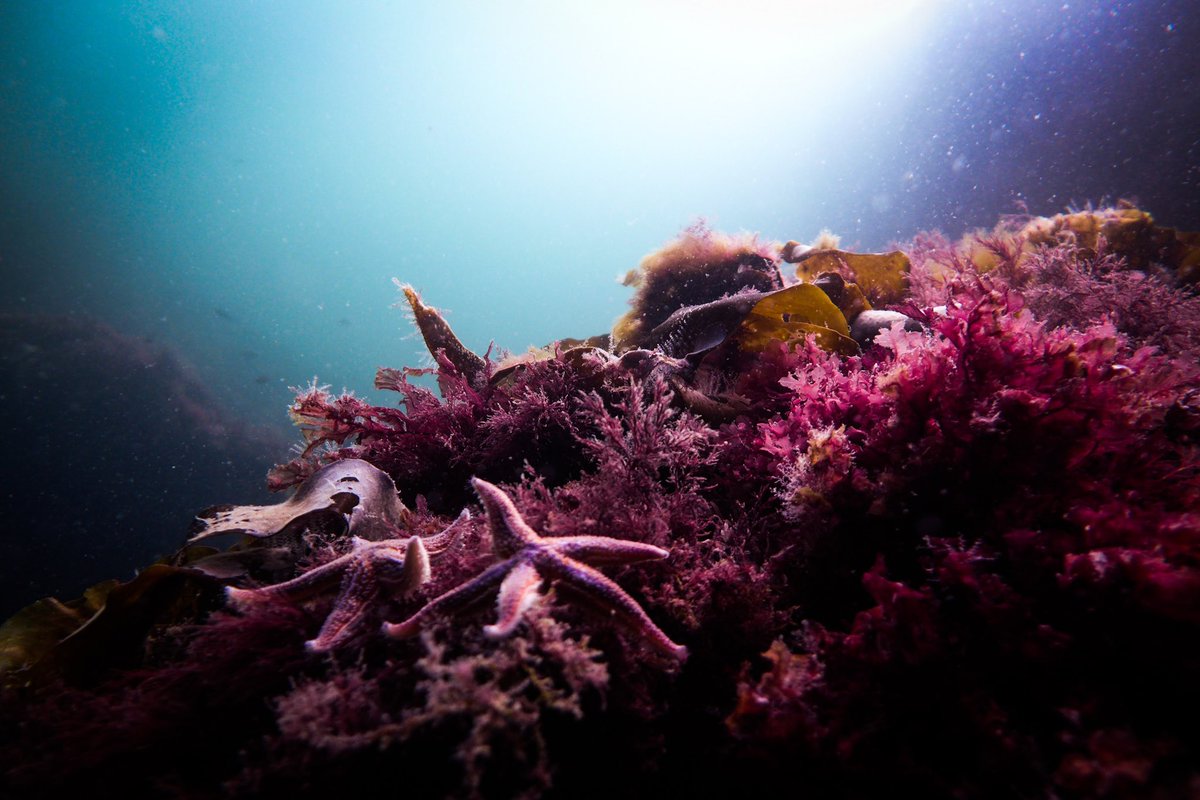 traivelling's tweet photo. Kosterhavet is #Sweden's first marine national park and home to the largest population of seals and many other animals, half of which are sea creatures, as well as many species of beautiful plants. Wouldn't you like to explore nature for yourself?😍🦭🌼🌳#traivelling https://t.co/uwhCXLLYt3