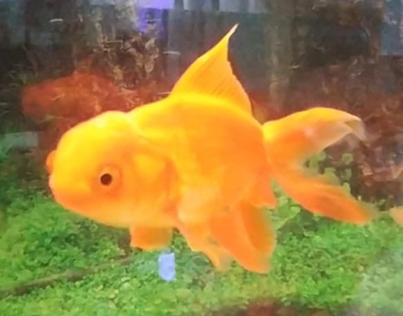 Oranda Gold Fish