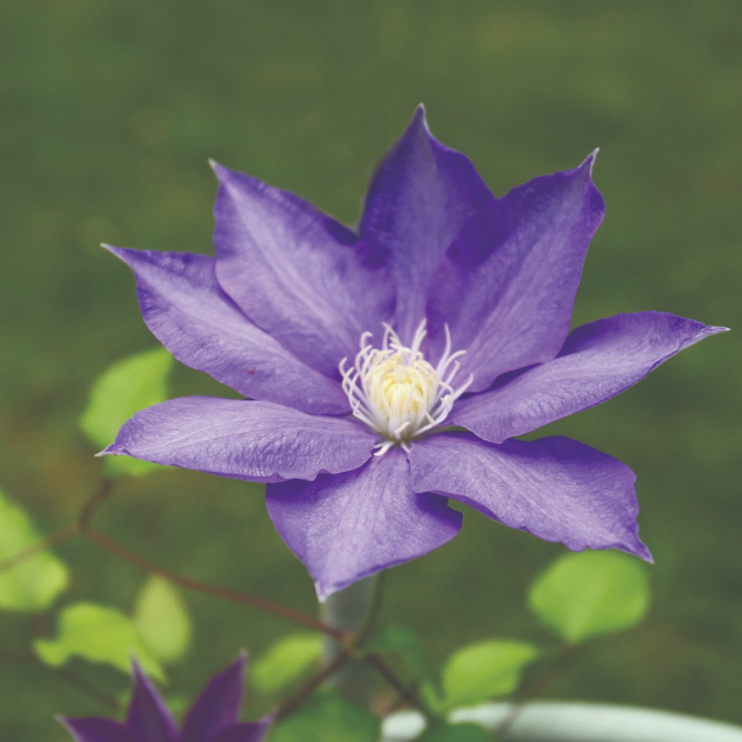 MtAiryLearning's tweet photo. Want to attend the Hidden Gardens Tour as a VIP? We're looking for some volunteers! In exchange for your time, you'll receive a free ticket and some other great perks :)

Interested? Attend our informational zoom meeting on 4/21, rsvp here: https://t.co/VPYYqM1N0N https://t.co/XBU4hl62uv