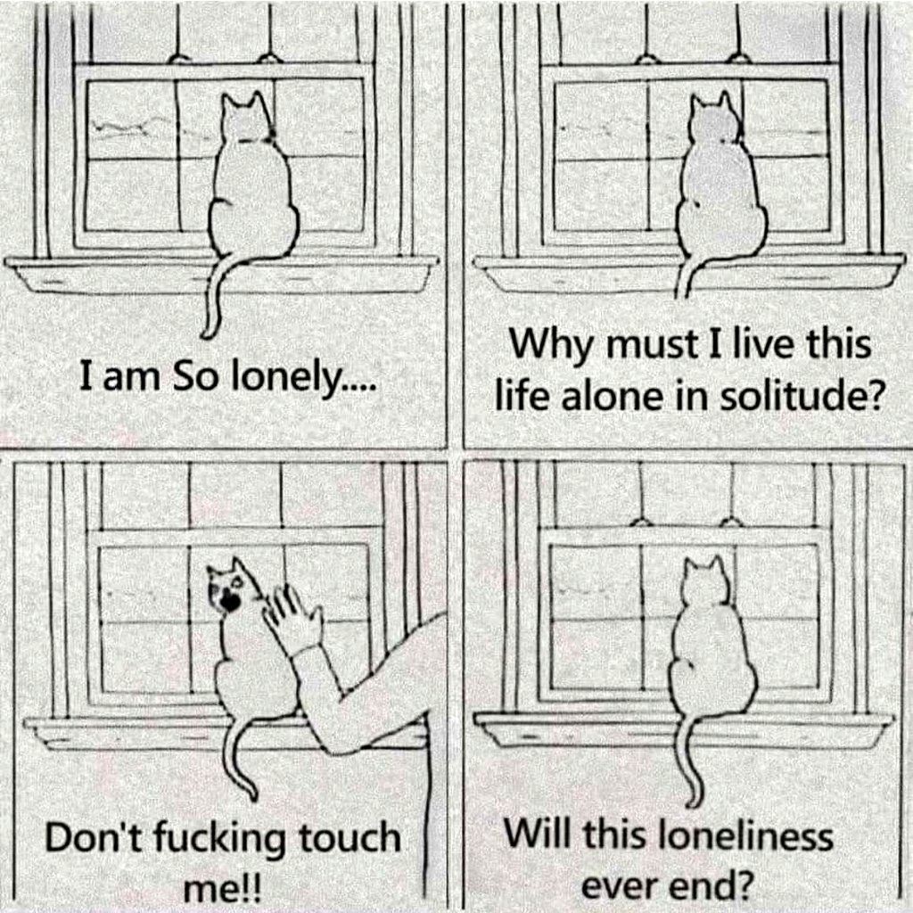 catsmetaverse's tweet photo. #cats #catslife #catsmeta #fun #memes https://t.co/F1RC9XXh93