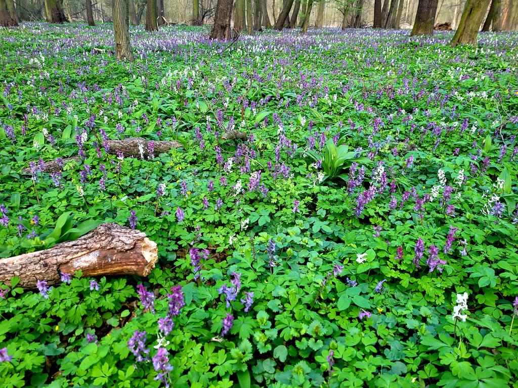 LucieH_GHMP's tweet photo. ...#Poděbrady today..🍀☘🌿🌱🌳🌲💜🤍#FloodplainForest #WoodlandMeadow... at the river #Labe https://t.co/c7SoBMLtFF