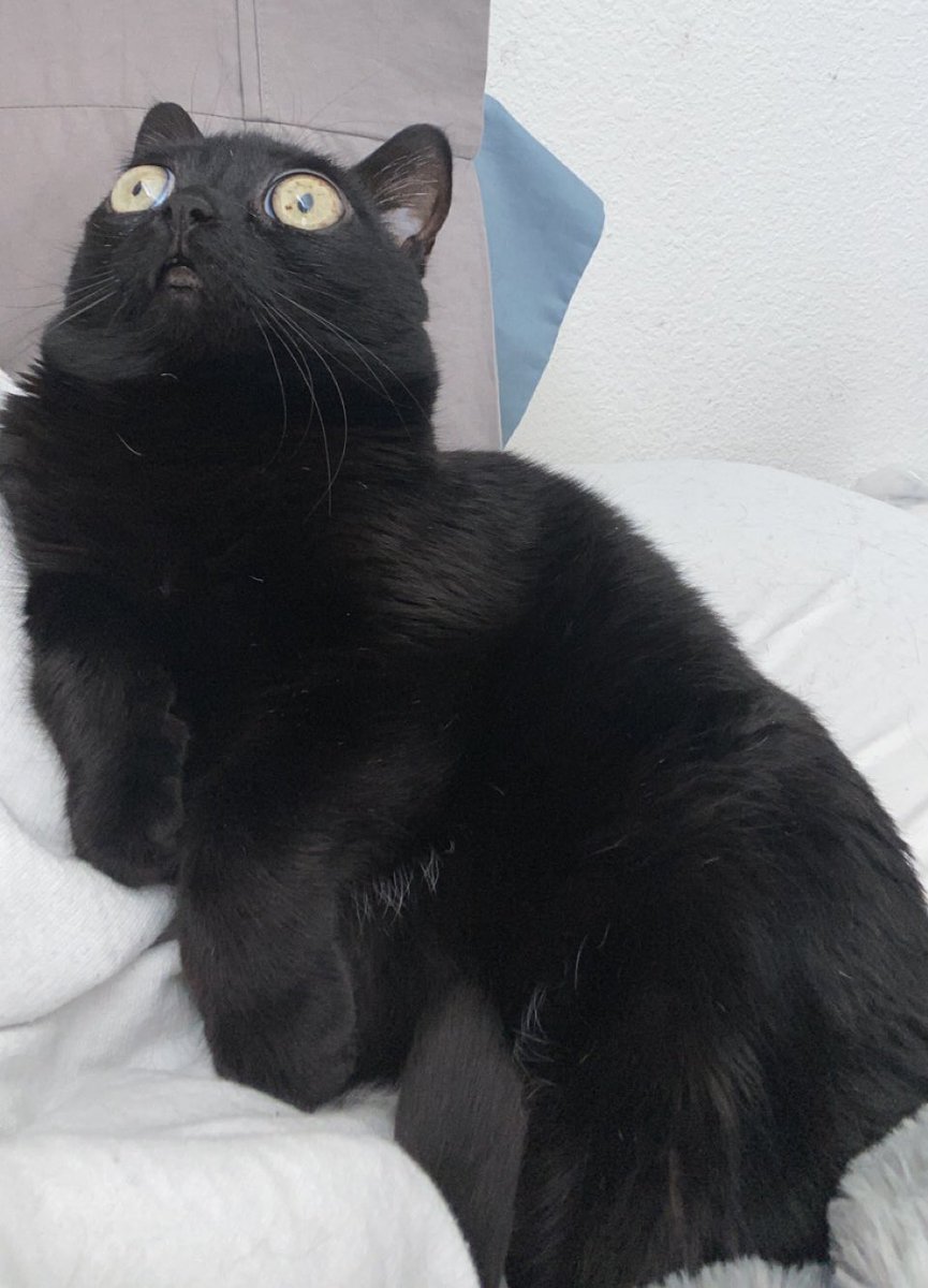 bigfootjinx's tweet photo. 90% of the time if i’m in bed jinx is there laying like this https://t.co/yBovhc2JuI