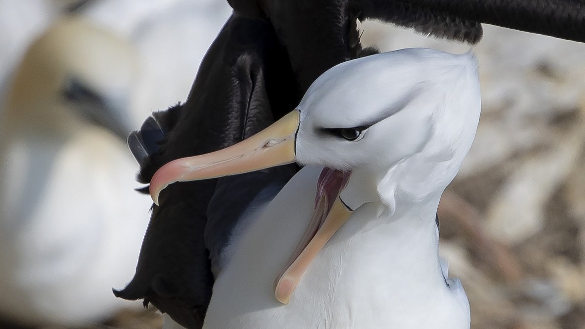 Black-browed Albatross 16 April 2022, RSPB Bempton Cliffs, l finally got there &amp; you could say he showed quite well if not for very long , lifer. <a href="/PhilipMillns/">Philip Millns</a> <a href="/Bempton_Cliffs/">RSPB Bempton Cliffs</a> <a href="/RareBirdAlertUK/">RareBirdAlertUK</a>