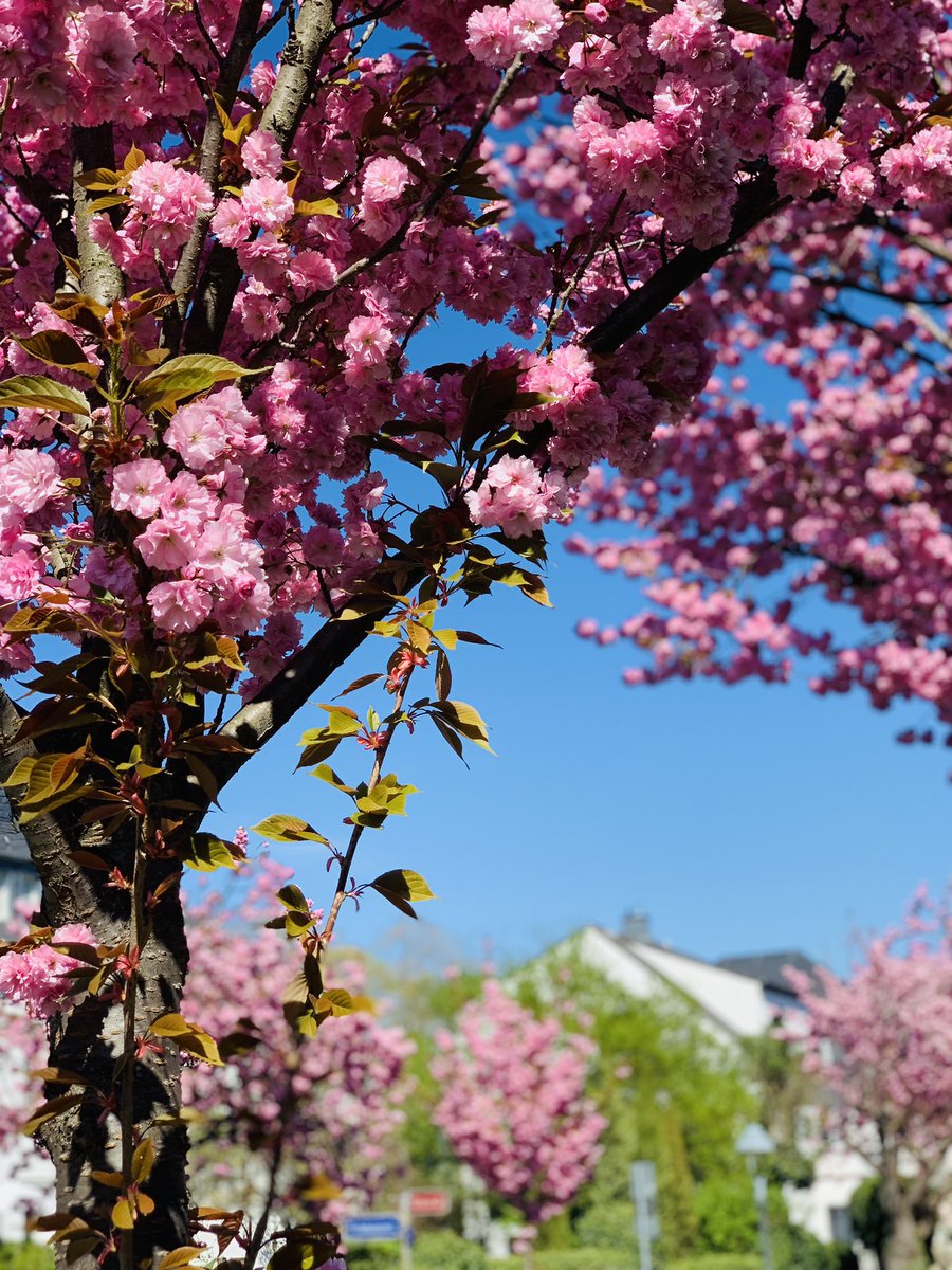 Sebastian Schreiber tweet media