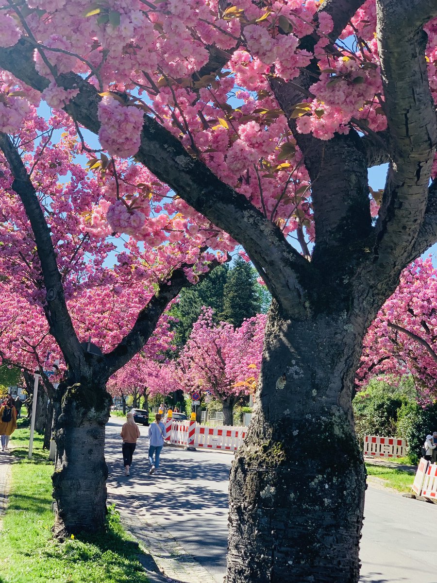 Sebastian Schreiber tweet media