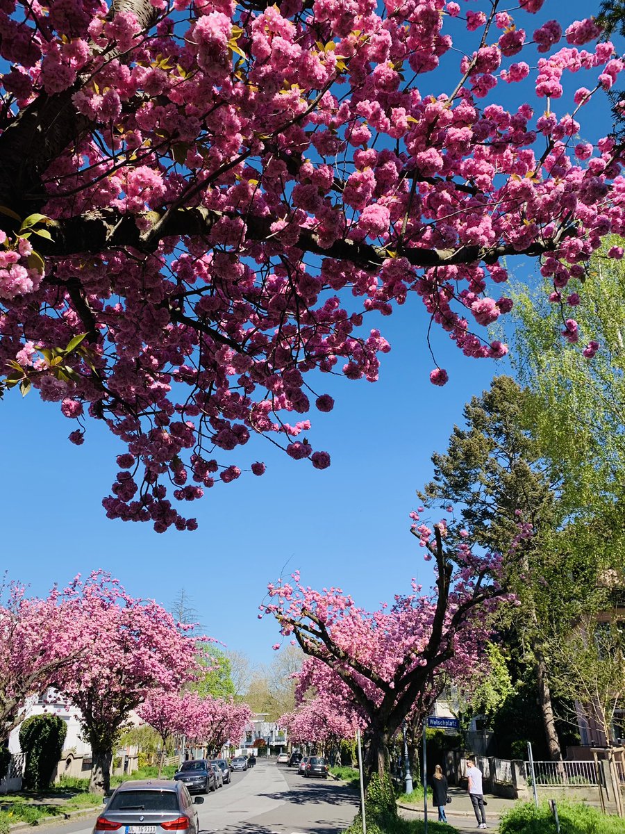 Sebastian Schreiber tweet media