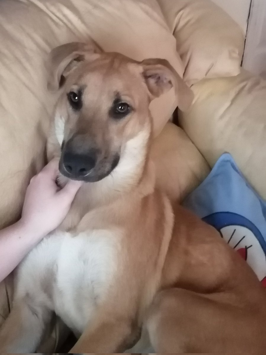 andreitavalast's tweet photo. Se perdió mi Scooby!! El miércoles desapareció de calle Ismael Valdés, #santacruz #colchagua es un perrito regalón, tiene un año y chip. Agradezco información y rt. 😔😭🐾❤️ https://t.co/VIOS5LQijn