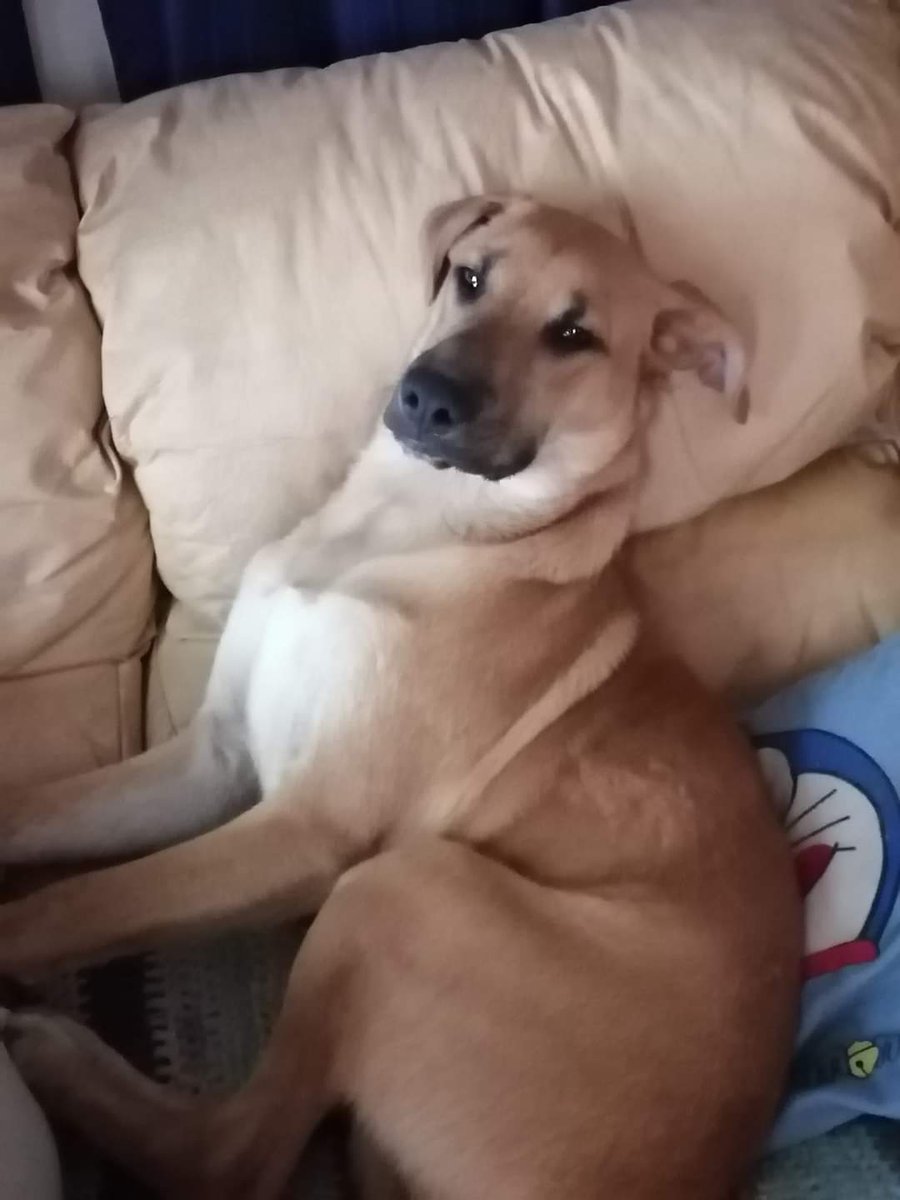 andreitavalast's tweet photo. Se perdió mi Scooby!! El miércoles desapareció de calle Ismael Valdés, #santacruz #colchagua es un perrito regalón, tiene un año y chip. Agradezco información y rt. 😔😭🐾❤️ https://t.co/VIOS5LQijn