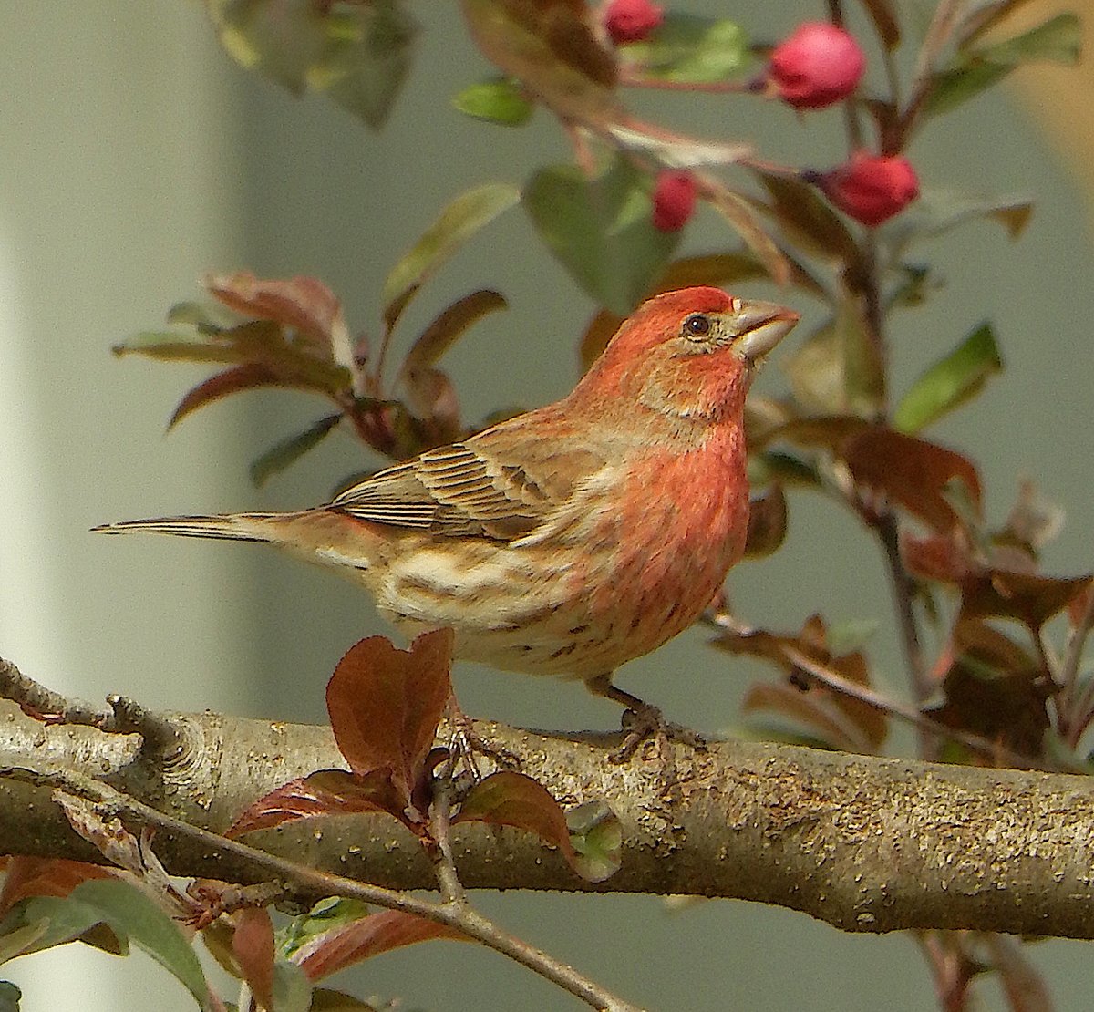 mardays1's tweet photo. House finch #birdwatching #birdphotography #finch https://t.co/5EPFJ1Jxkt