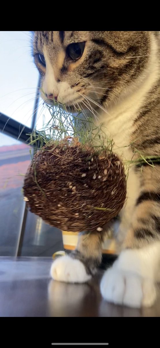 jaxthefeline's tweet photo. When you’re eating grass &amp; you have the sudden urge to throw it on the ground 🌾🐱 
video below ⬇️🐾 https://t.co/Sd4wbnKvaH