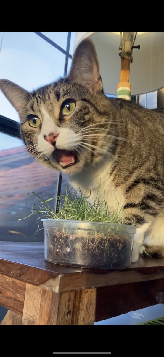 jaxthefeline's tweet photo. When you’re eating grass &amp; you have the sudden urge to throw it on the ground 🌾🐱 
video below ⬇️🐾 https://t.co/Sd4wbnKvaH