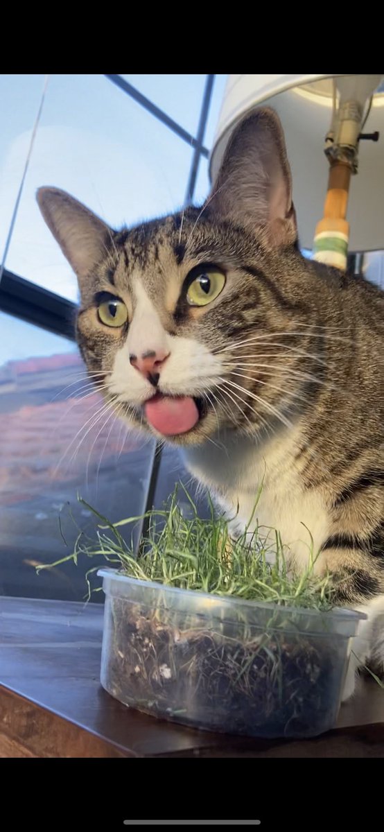 jaxthefeline's tweet photo. When you’re eating grass &amp; you have the sudden urge to throw it on the ground 🌾🐱 
video below ⬇️🐾 https://t.co/Sd4wbnKvaH