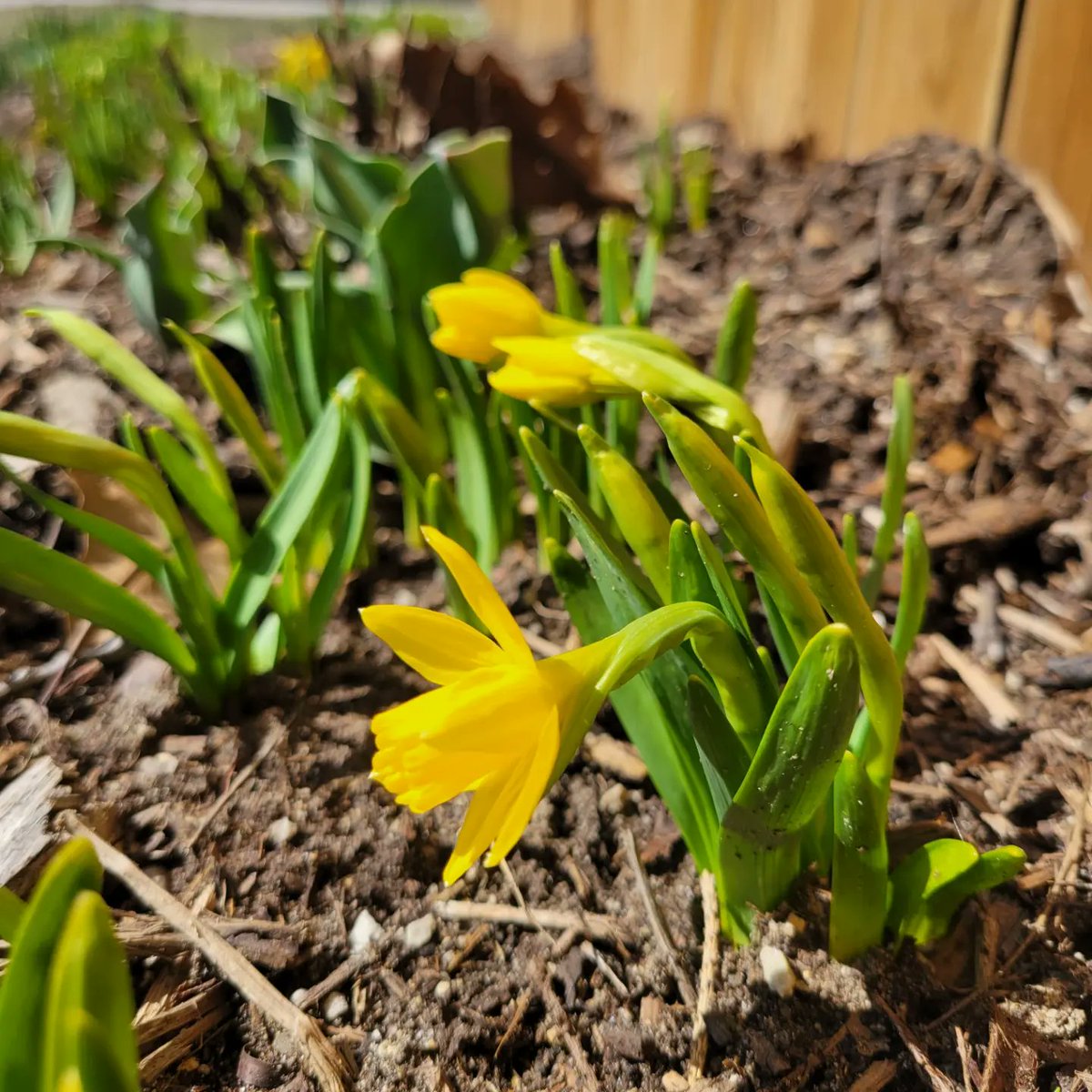 memoryfarts's tweet photo. First blooms in my Central Ontario garden. #letsfuckingrow https://t.co/0GGnyJmd2B