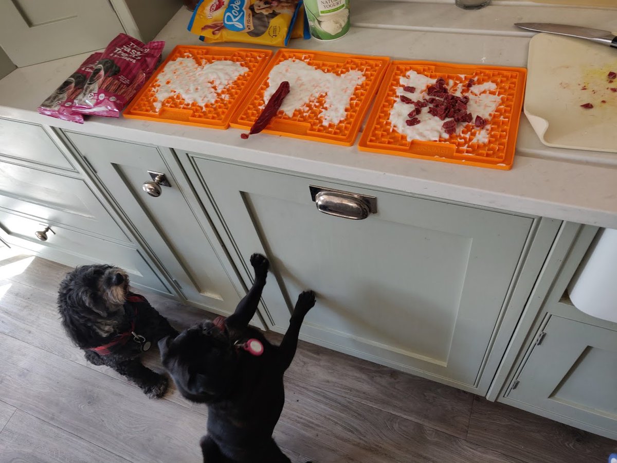 HHinLDN's tweet photo. Form an orderly queue now! #dogtreats #Saturdaystuff #dogsitting https://t.co/EQ7RZTfgKi