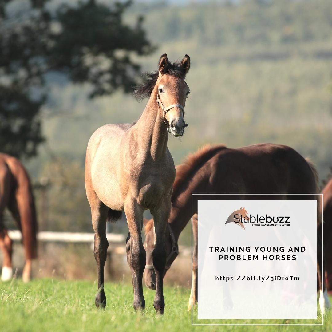 stablebuzz's tweet image. Check out this video by @FEI_Global, which features Connie Colfox, a young horse specialist, working with horses that have a particular issue to be solved - bit.ly/3iDroTm

#horses #horserider #lovinghorses #equestrian #horsetraining #younghorse #horsespecialist