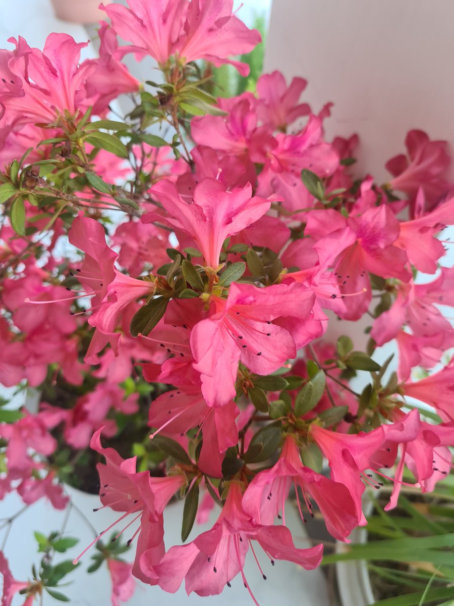 ChaviSometimes's tweet photo. Bloom. 
#Flowers #NaturePhotography #hope https://t.co/GfvG9hDpOg