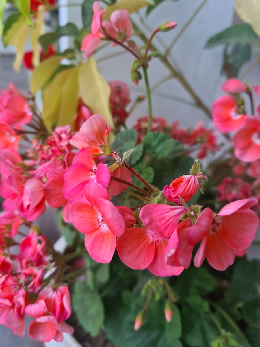 ChaviSometimes's tweet photo. Bloom. 
#Flowers #NaturePhotography #hope https://t.co/GfvG9hDpOg
