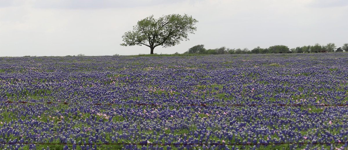 ToddOGuidry's tweet photo. Texas Wildflowers in bloom! https://t.co/ezFGvjY1u1