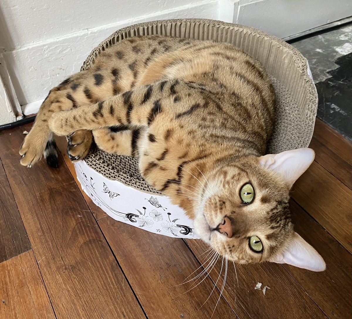 nova_nebula38's tweet photo. Ça va vous ? 😽😽 
#TheBengalCats #CatOfTwitter #CuteWorld #cutecatcasa #TeamBengal #PrettyPets2020 #catfactsapp #TabbyTroop https://t.co/EM86t2xHFe