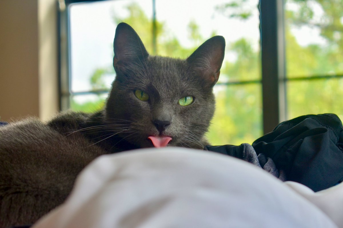 PickleytheCat's tweet photo. #Caturday https://t.co/GZ3qDDqIKg