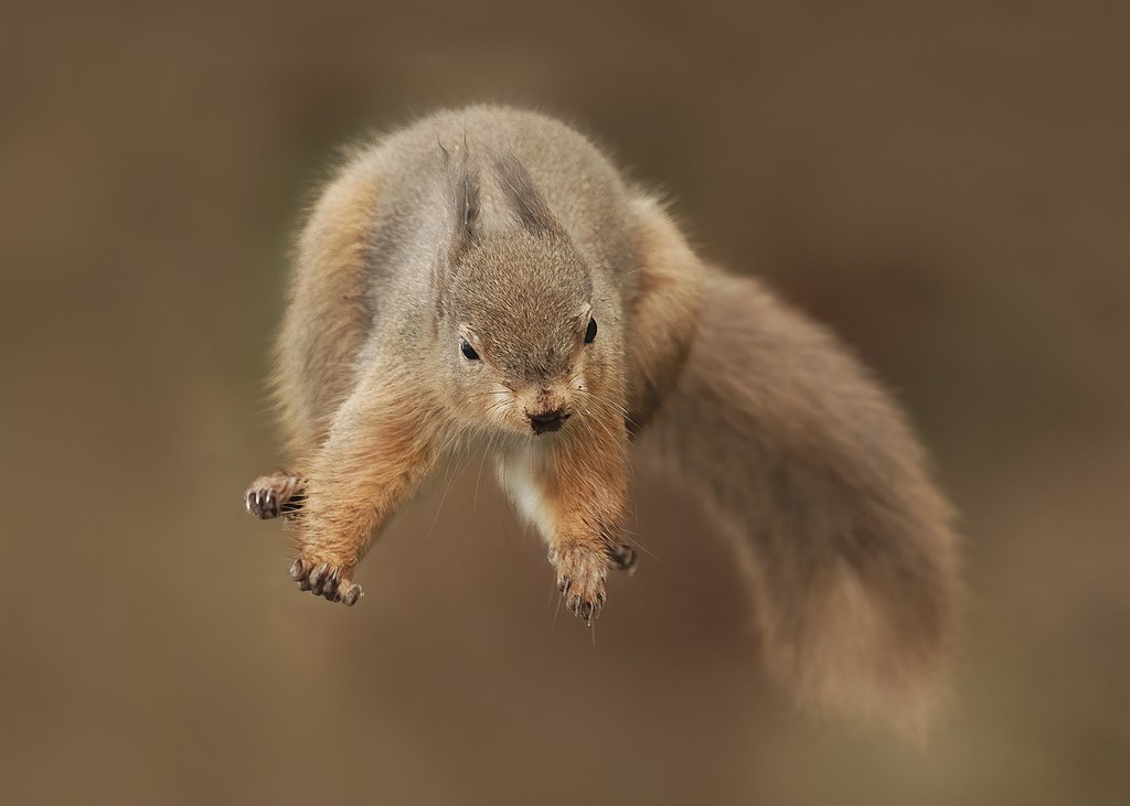 BanjoPhysics's tweet photo. Have you ever wondered why squirrels are such awesome jumpers? Read this to find out: https://t.co/Y8lhOgRl2T #physics #science #STEM #PhysicsEducation 
Photo Credit: caroline legg/Wikimedia Commons https://t.co/JbzFNzOoyK