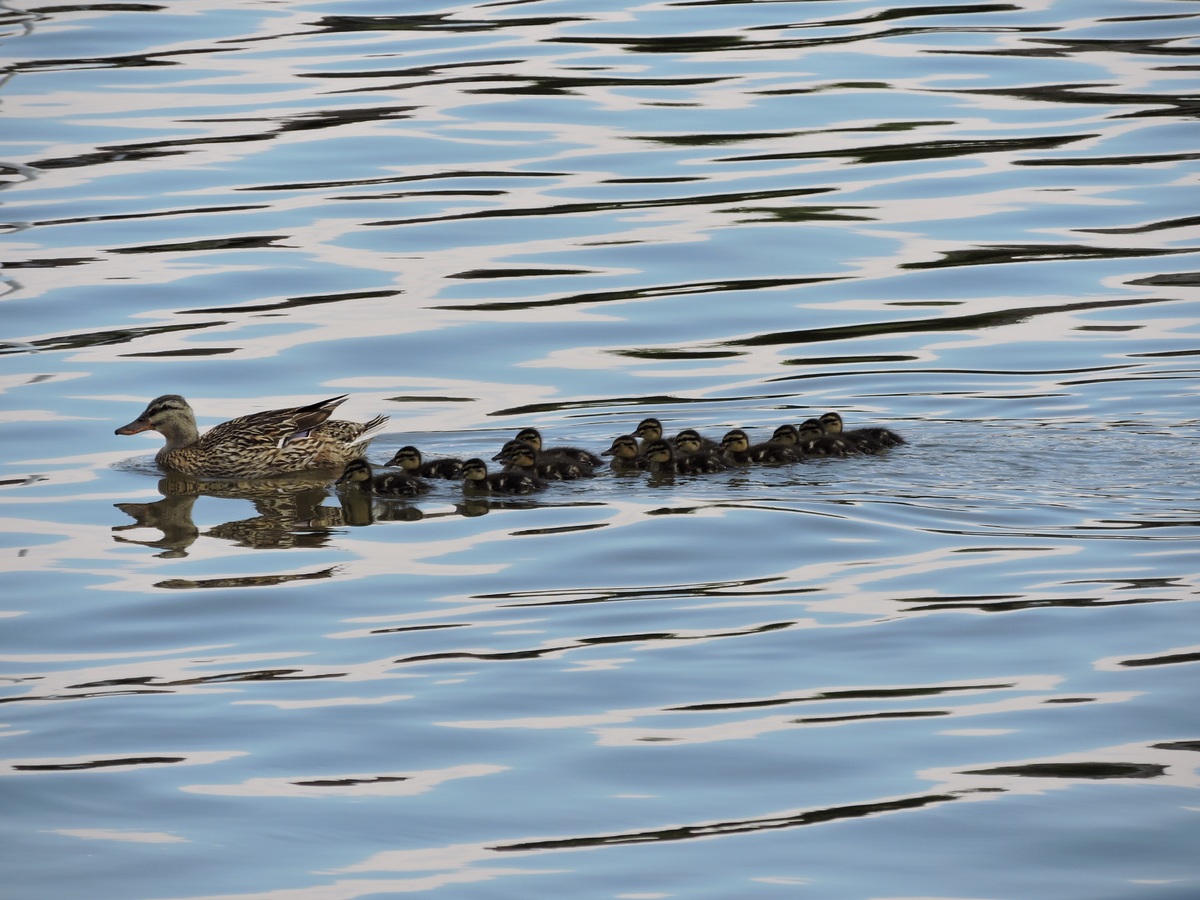 BanjoPhysics's tweet photo. Have you ever wondered why ducks swim in a row? Read this to find out: https://t.co/Y8lhOgzJEj #physics #science #STEM #STEM #PhysicsEducation https://t.co/5H3gwXgfZA